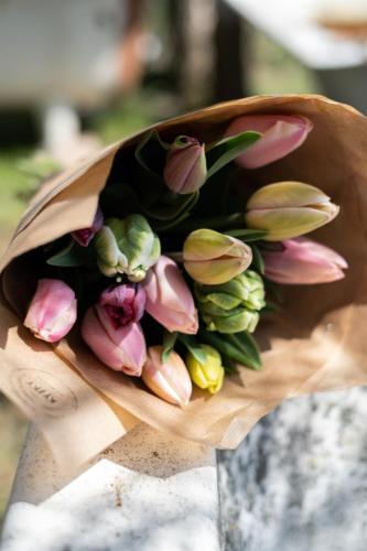 tulipány česko ekologie